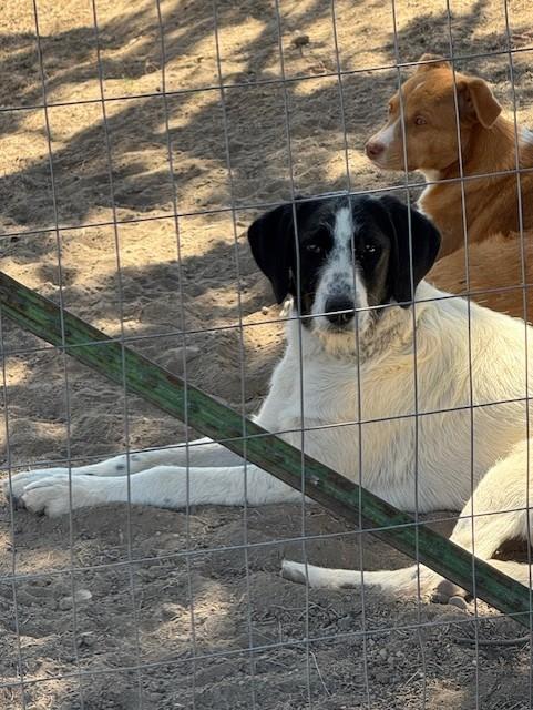 Willhemina, an adoptable Great Pyrenees, Poodle in Madras, OR, 97741 | Photo Image 3
