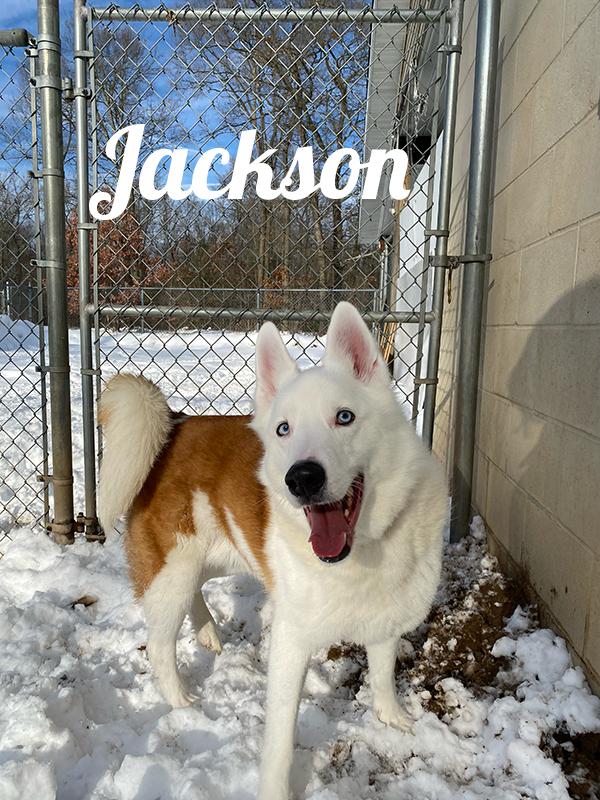 Jackson, Adoptable, Senior Male Collie & Husky.