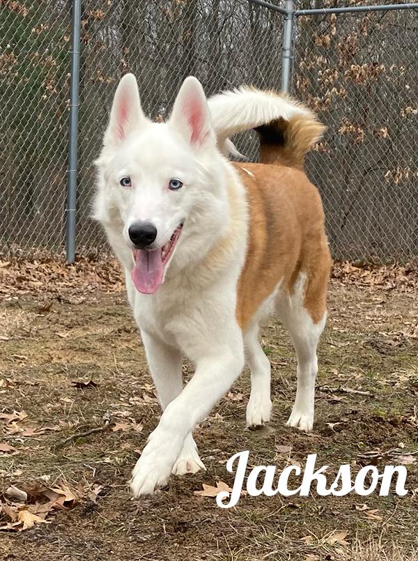 Jackson, Adoptable, Senior Male Collie & Husky.