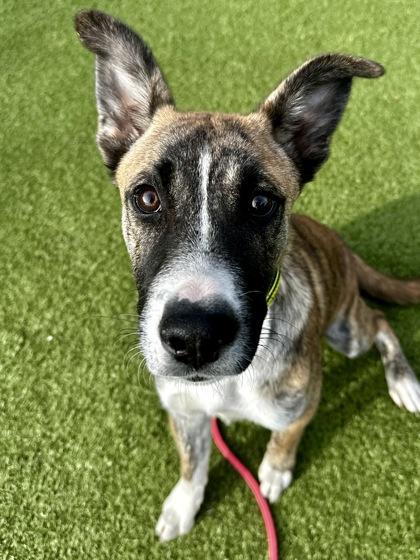 Enlarge Steven, a Adoptable mixed breed in Wichita, KS image 1/3