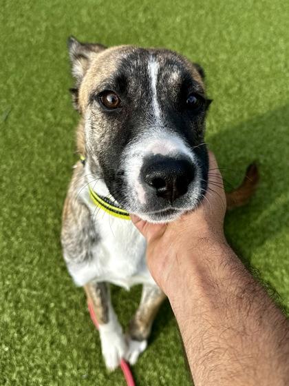 Enlarge Steven, a Adoptable mixed breed in Wichita, KS image 3/3