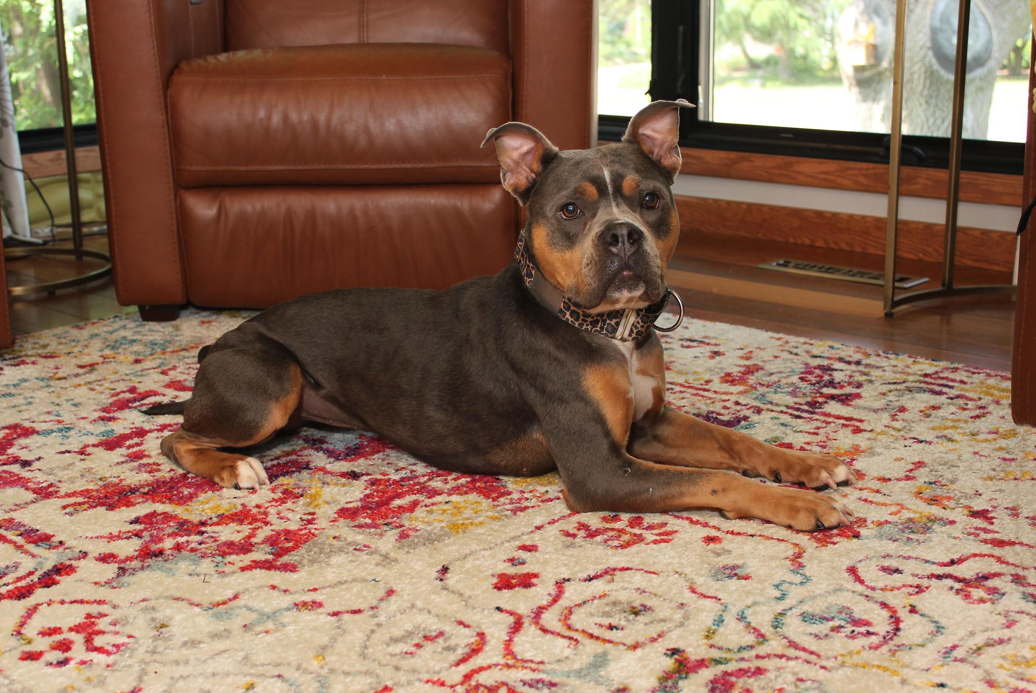 Nikita, Adoptable, Young Female Terrier.