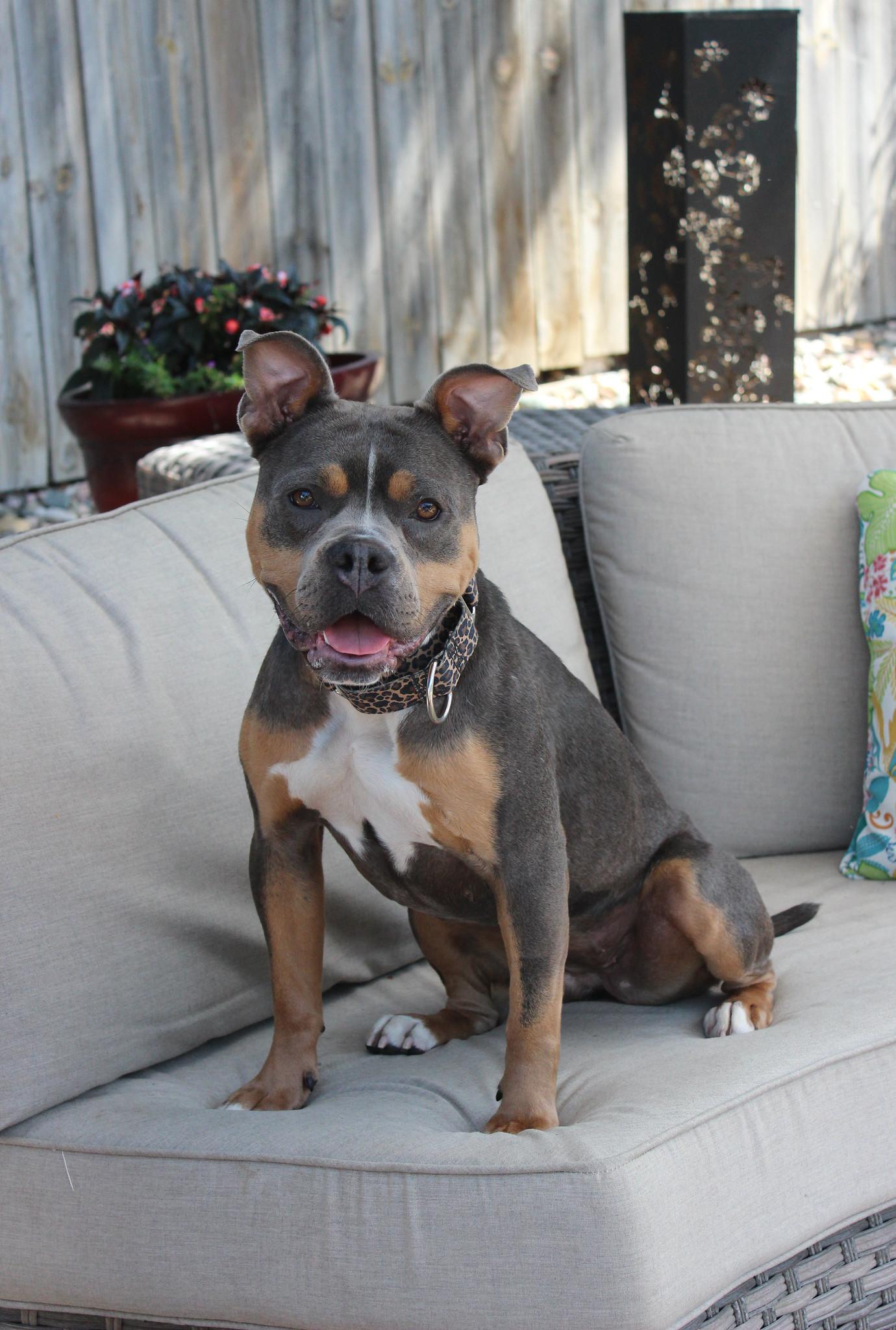 Nikita, a Adoptable Terrier in Sioux Falls, SD image 2/6