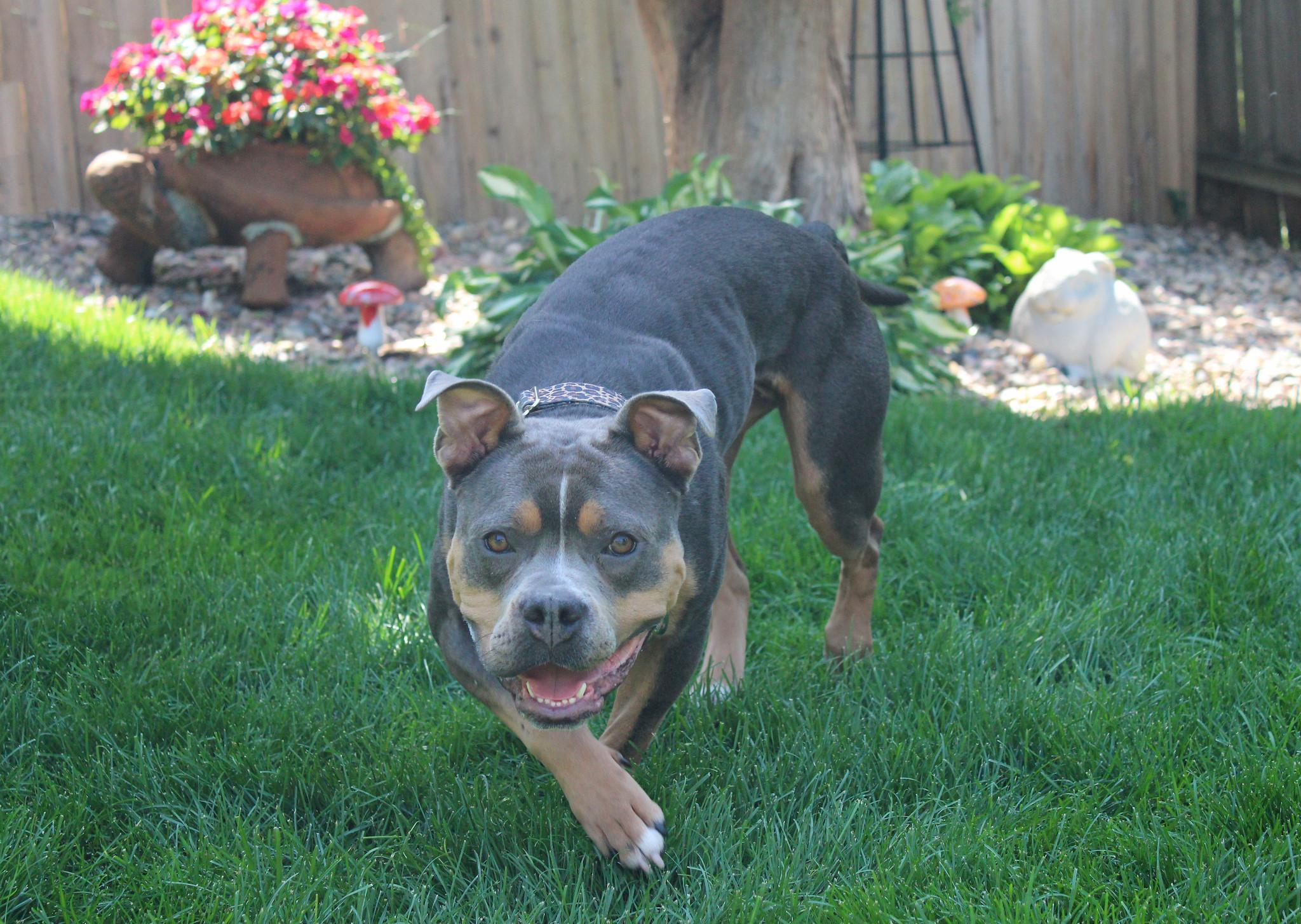 Nikita, a Adoptable Terrier in Sioux Falls, SD image 3/6
