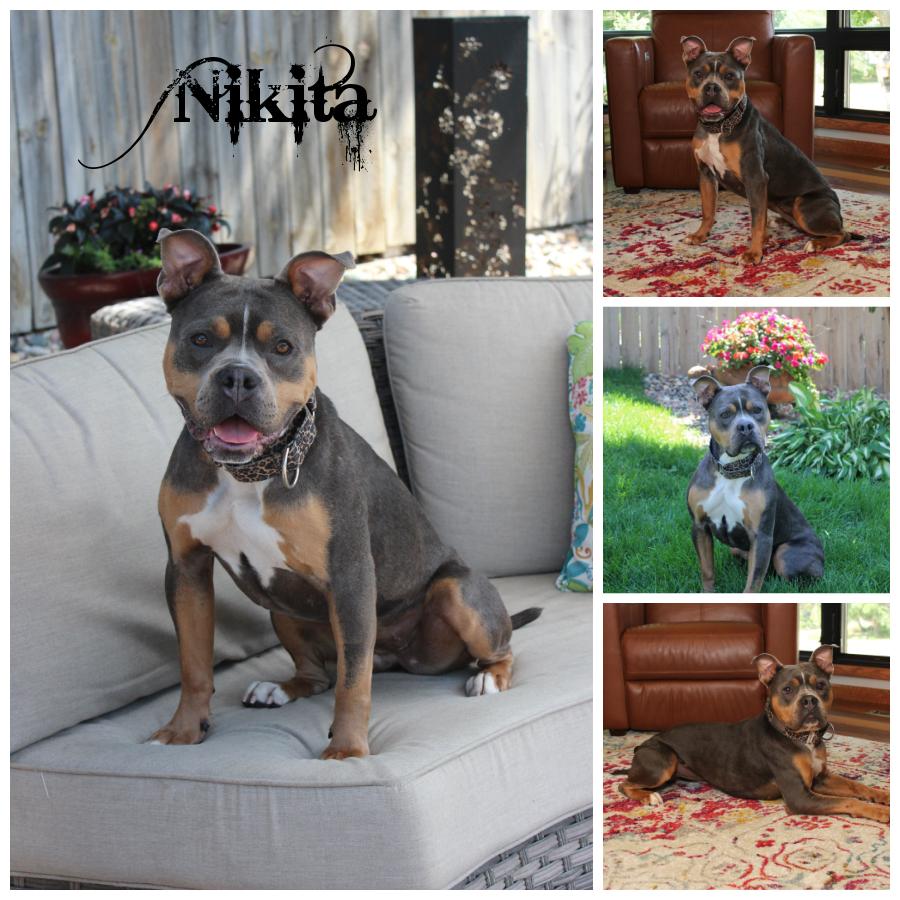 Nikita, a Adoptable Terrier in Sioux Falls, SD image 4/6