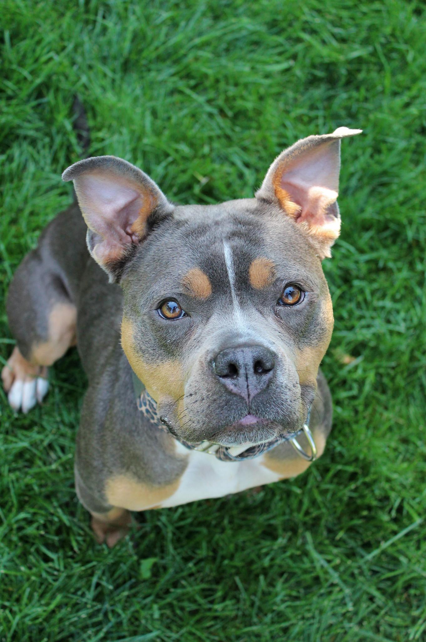 Nikita, a Adoptable Terrier in Sioux Falls, SD image 5/6