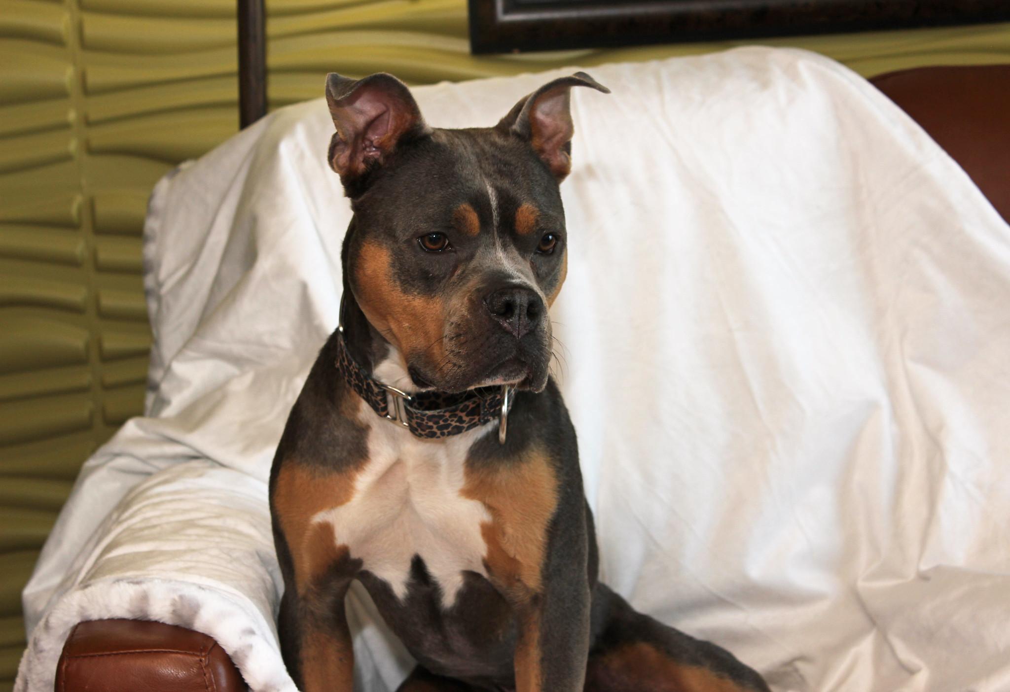 Nikita, a Adoptable Terrier in Sioux Falls, SD image 6/6