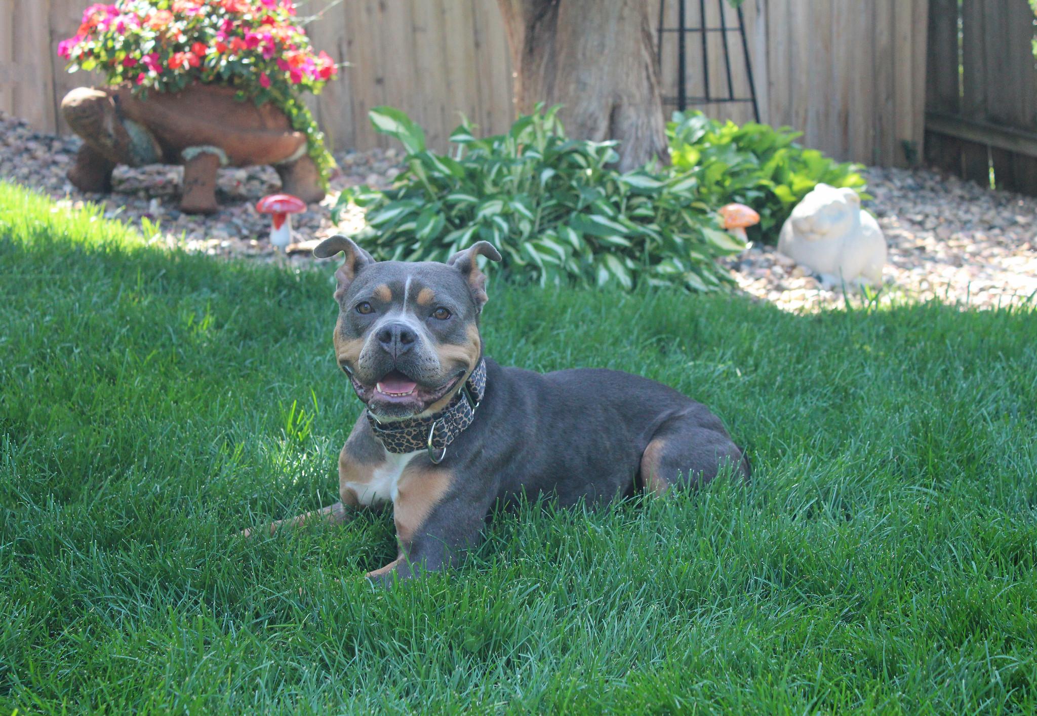 Enlarge Nikita, a Adoptable Terrier in Sioux Falls, SD image 6/6