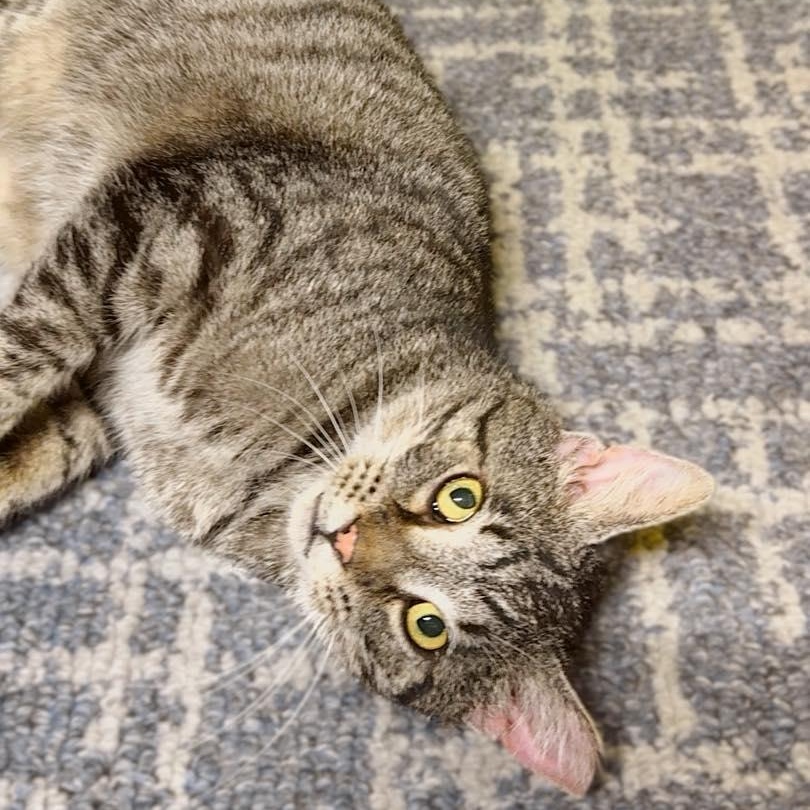 Lloyd, ADOPTABLE, Adult Male Domestic Short Hair.