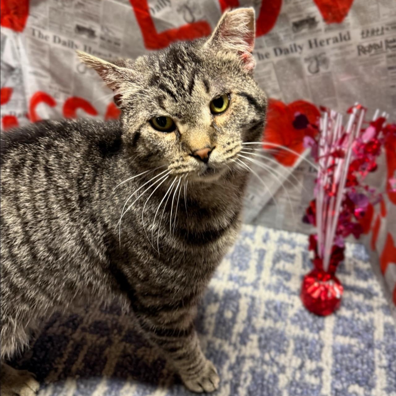 Enlarge Lloyd, a ADOPTABLE Domestic Short Hair in LEETONIA, OH image 1/3