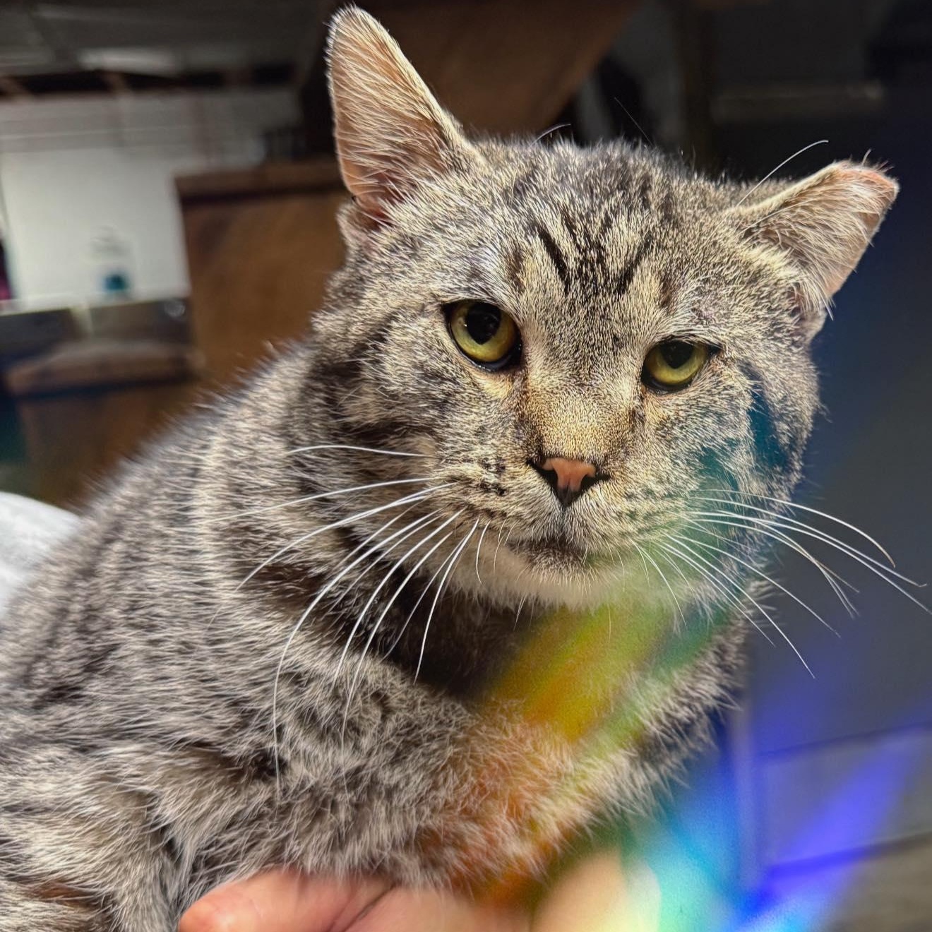 Enlarge Lloyd, a ADOPTABLE Domestic Short Hair in LEETONIA, OH image 2/3