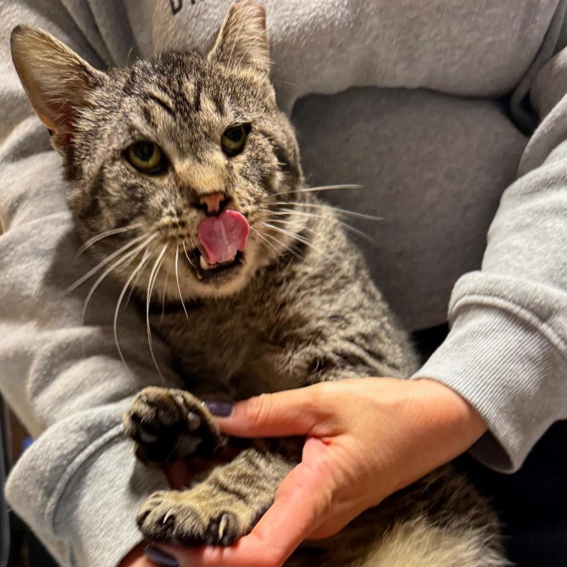 Enlarge Lloyd, a ADOPTABLE Domestic Short Hair in LEETONIA, OH image 3/3