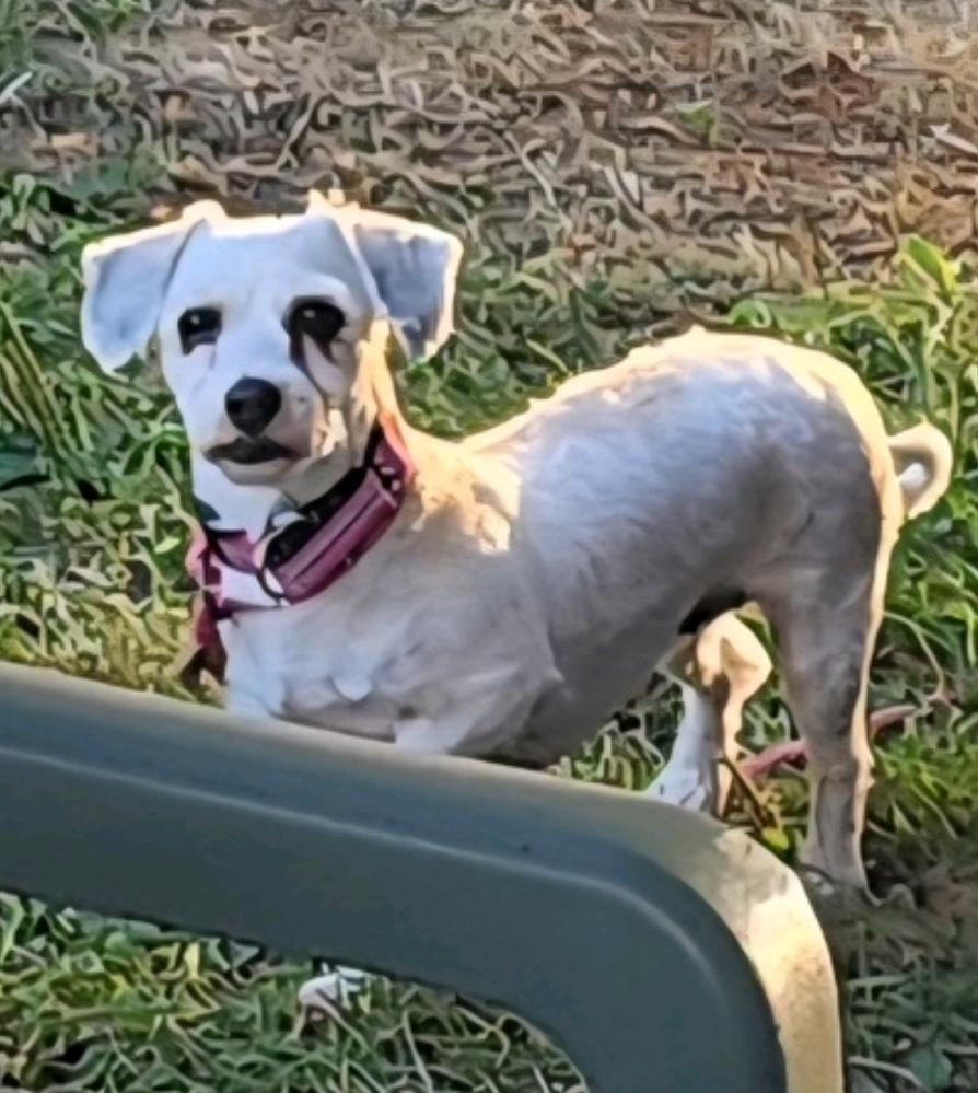 Eliana-Havanese, an adoptable Havanese in Hamburg, NY, 14075 | Photo Image 3