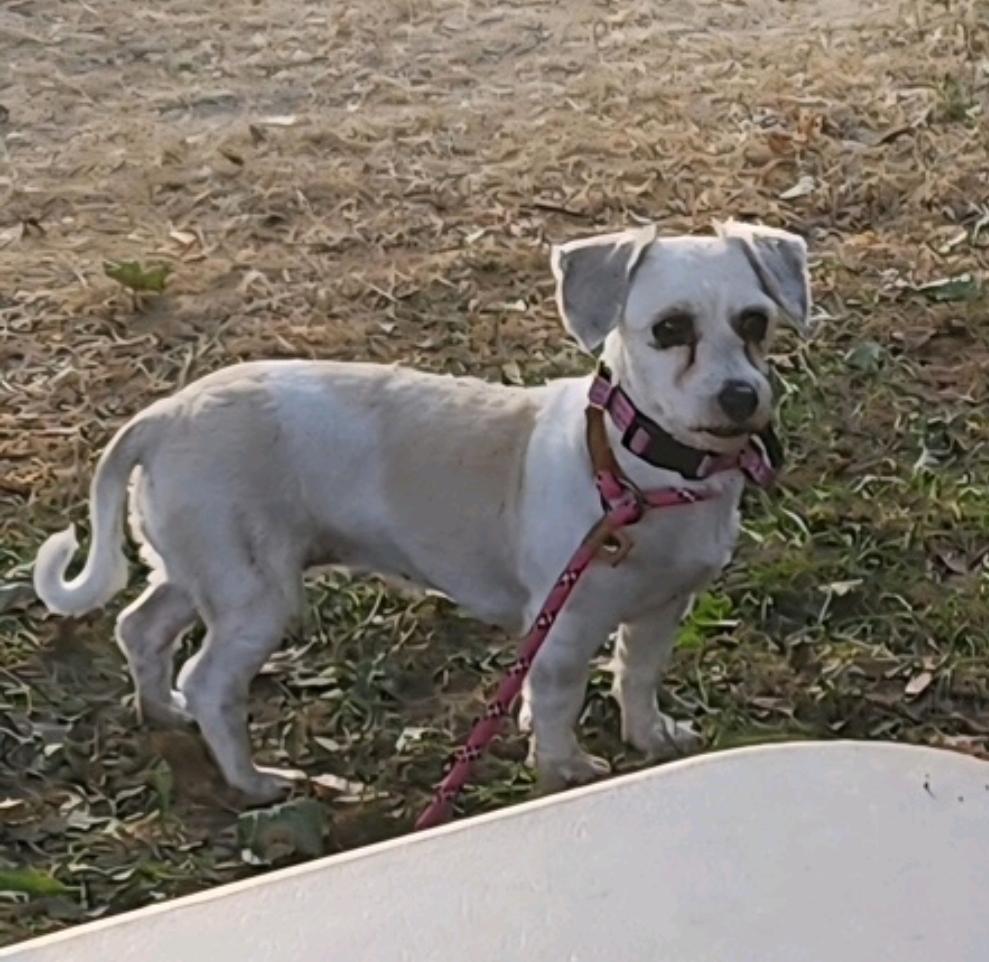 Eliana-Havanese, an adoptable Havanese in Hamburg, NY, 14075 | Photo Image 1