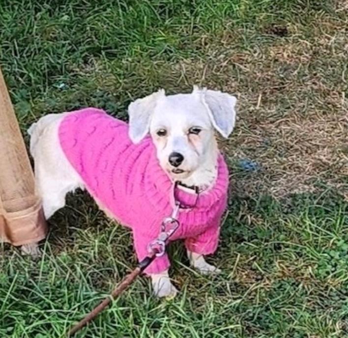 Eliana-Havanese, an adoptable Havanese in Hamburg, NY, 14075 | Photo Image 4