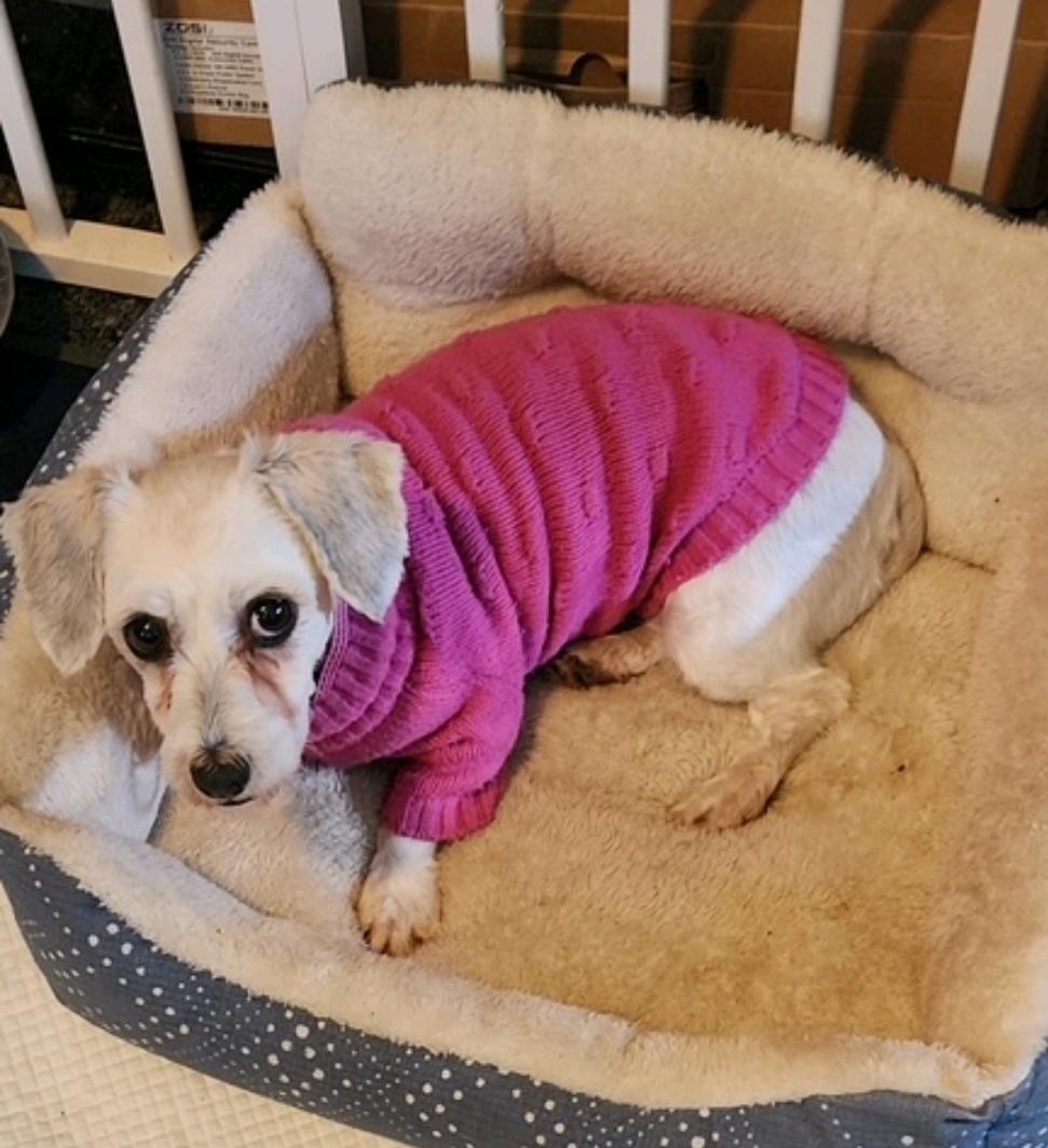 Eliana-Havanese, an adoptable Havanese in Hamburg, NY, 14075 | Photo Image 5