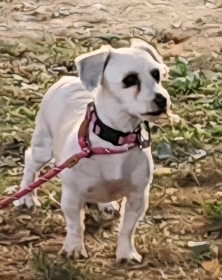 Eliana-Havanese, an adoptable Havanese in Hamburg, NY, 14075 | Photo Image 2