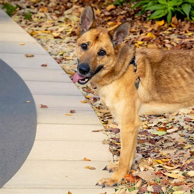 ERID, Adoptable, Young Male German Shepherd Dog.