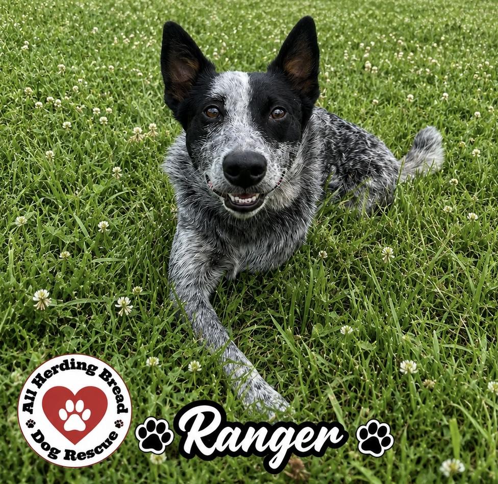 Ranger, adopted, Puppy Male Cattle Dog.