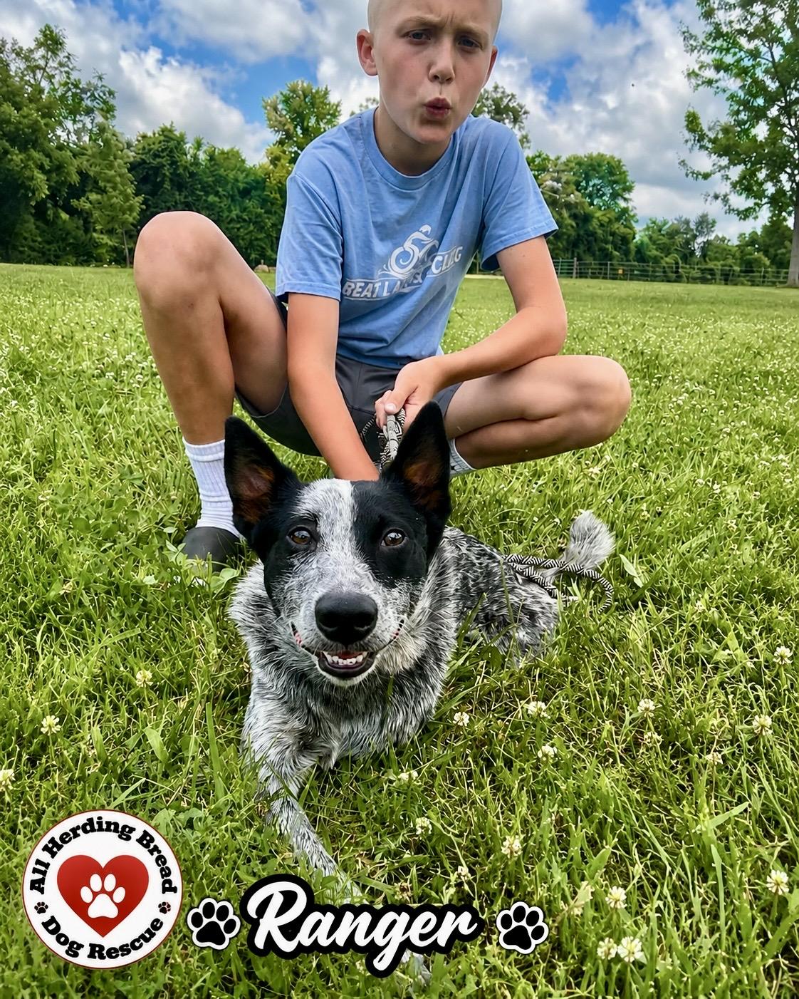 Enlarge Ranger, an adopted Cattle Dog in Joliet, IL image 2/3