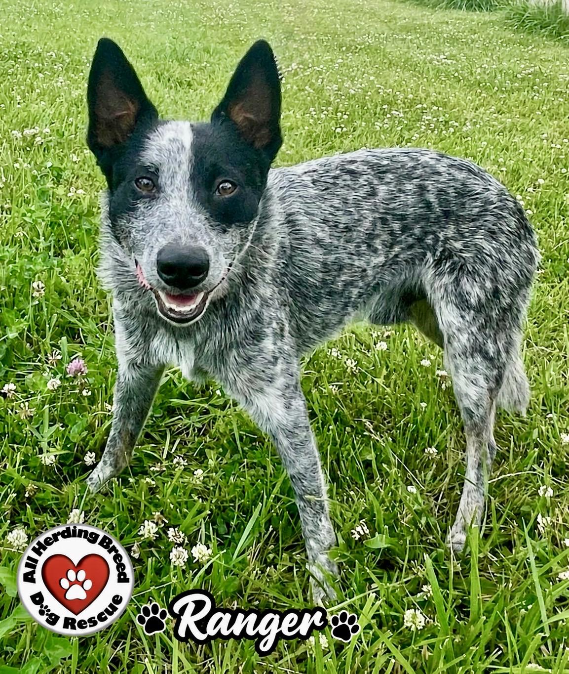 Enlarge Ranger, an adopted Cattle Dog in Joliet, IL image 3/3