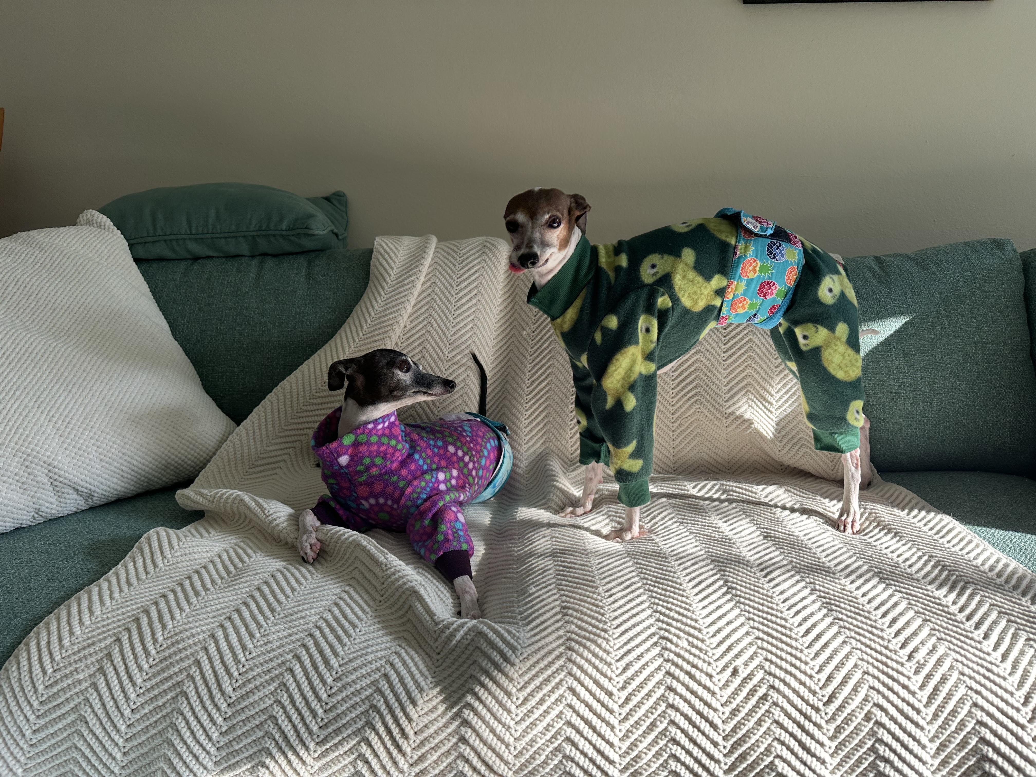Gretta - Houston, a Adoptable Italian Greyhound in Bellaire, TX image 3/5