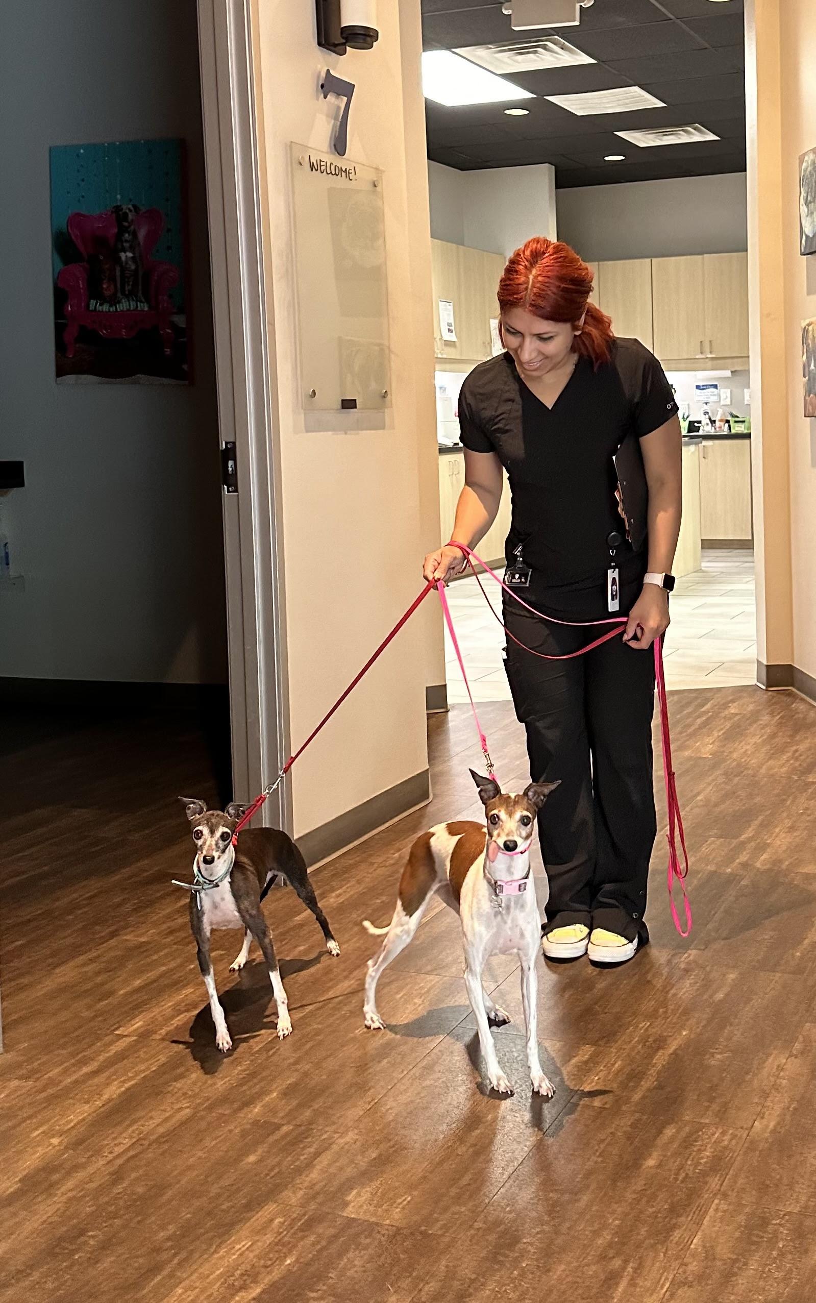 Gretta - Houston, a Adoptable Italian Greyhound in Bellaire, TX image 4/5