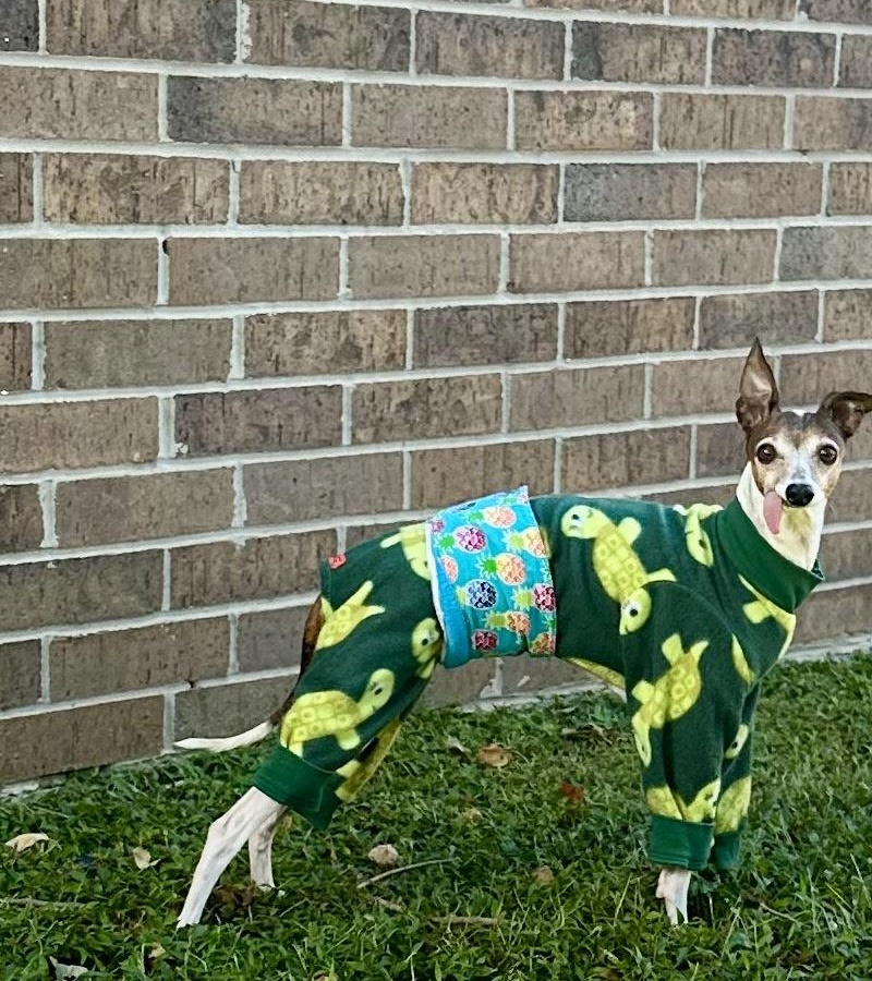 Gretta - Houston, a Adoptable Italian Greyhound in Bellaire, TX image 2/5