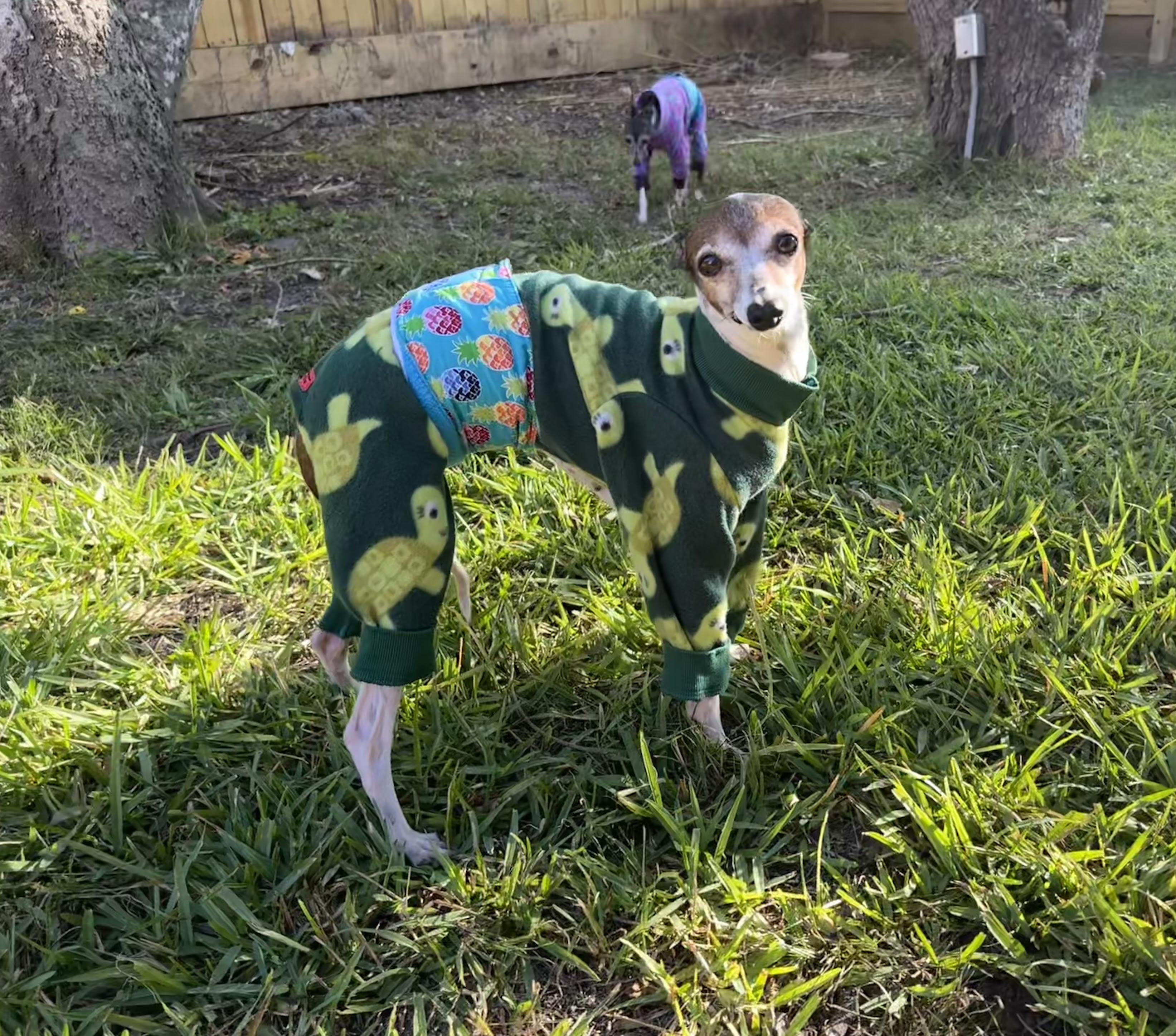 Gretta  - Houston, Adoptable, Adult Female Italian Greyhound.