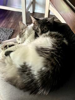 Peewee and Wren (Bonded Pair!)