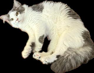 Peewee and Wren (Bonded Pair!)