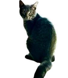 Peewee and Wren (Bonded Pair!)