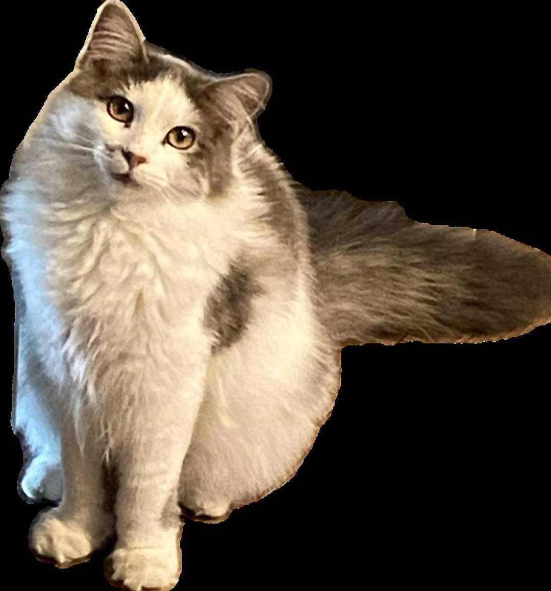 Peewee and Wren (Bonded Pair!)