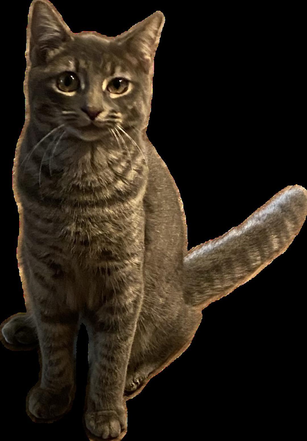 Peewee and Wren (Bonded Pair!)