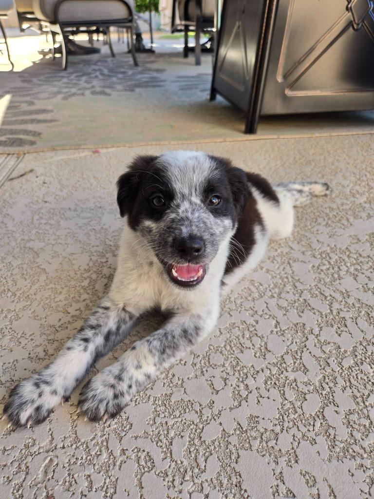 Howie, Adoptable, Puppy Male Sheep Dog & Poodle.