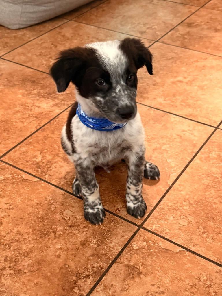 Howie, a Adoptable mixed breed in Mesa, AZ image 2/2