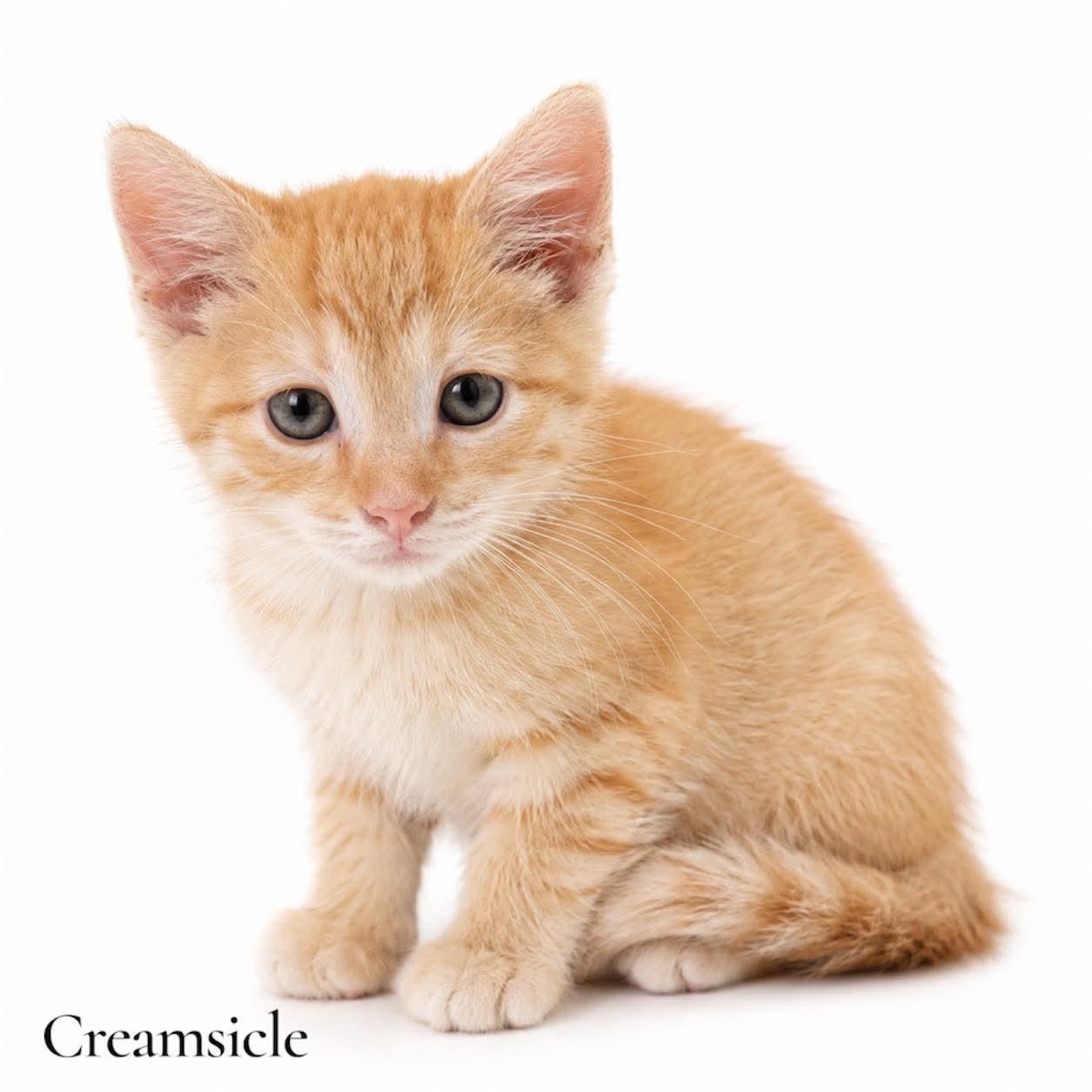 Creamsicle, adopted, Kitten Female Domestic Short Hair.