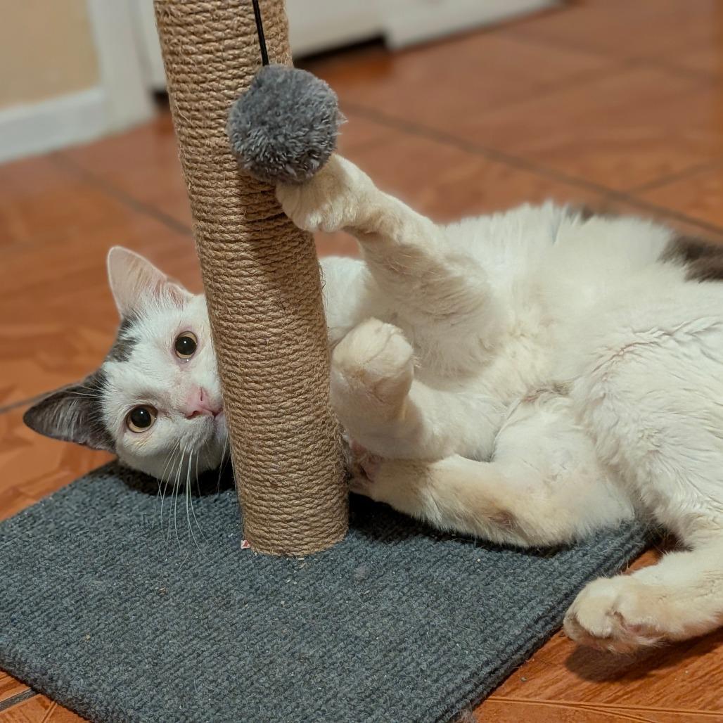Enlarge Chirp, a Adoptable Domestic Medium Hair in Houston, TX image 1/4