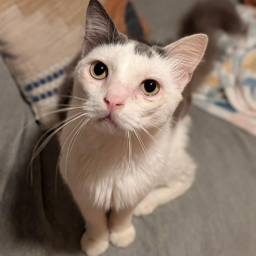 Enlarge Chirp, a Adoptable Domestic Medium Hair in Houston, TX image 2/4