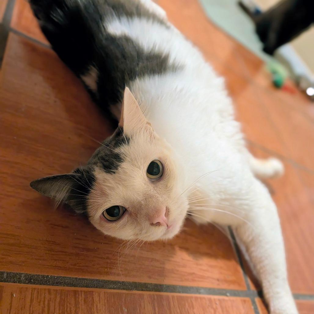 Enlarge Chirp, a Adoptable Domestic Medium Hair in Houston, TX image 3/4