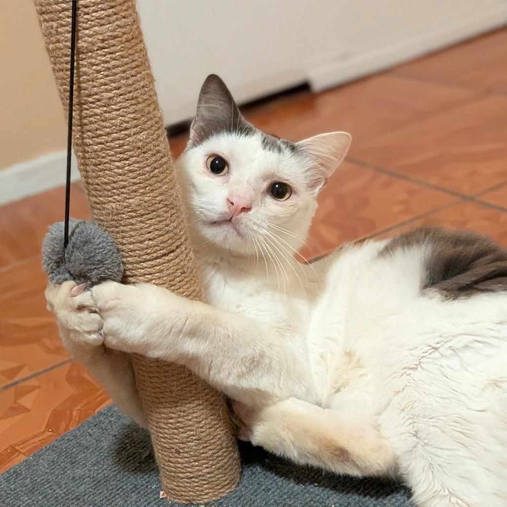 Enlarge Chirp, a Adoptable Domestic Medium Hair in Houston, TX image 4/4