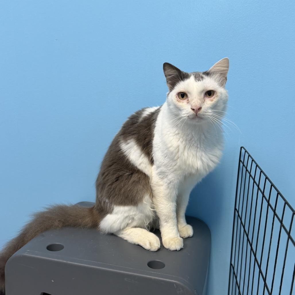 Chirp, a Adoptable Domestic Medium Hair in Houston, TX image 5/6