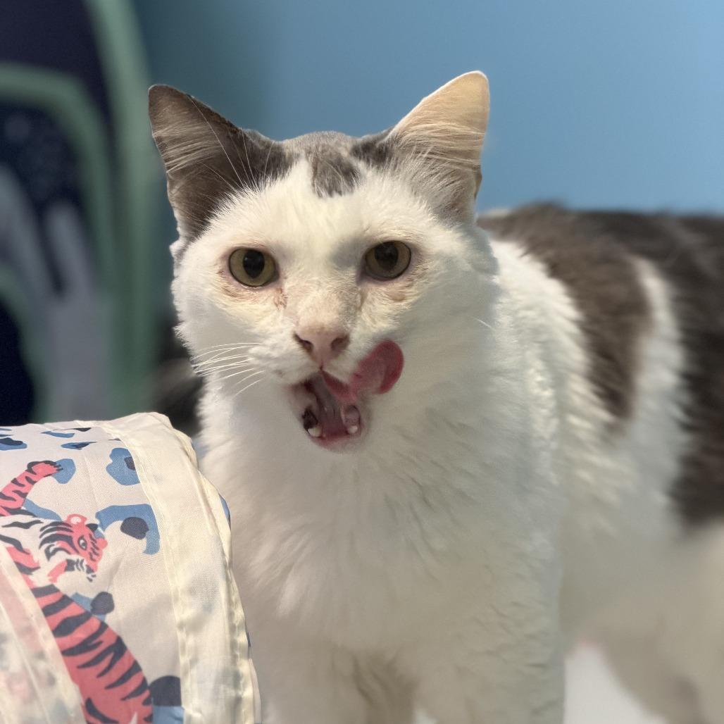 Chirp, a Adoptable Domestic Medium Hair in Houston, TX image 6/6