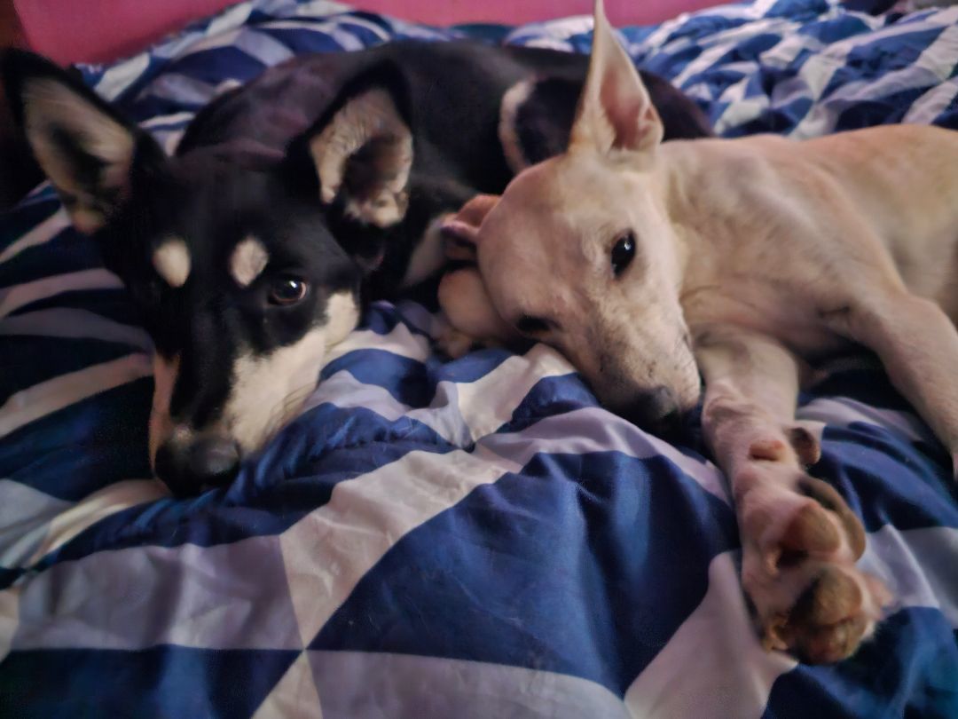 Big puppy, a Adoptable mixed breed in Kermit, TX image 1/3