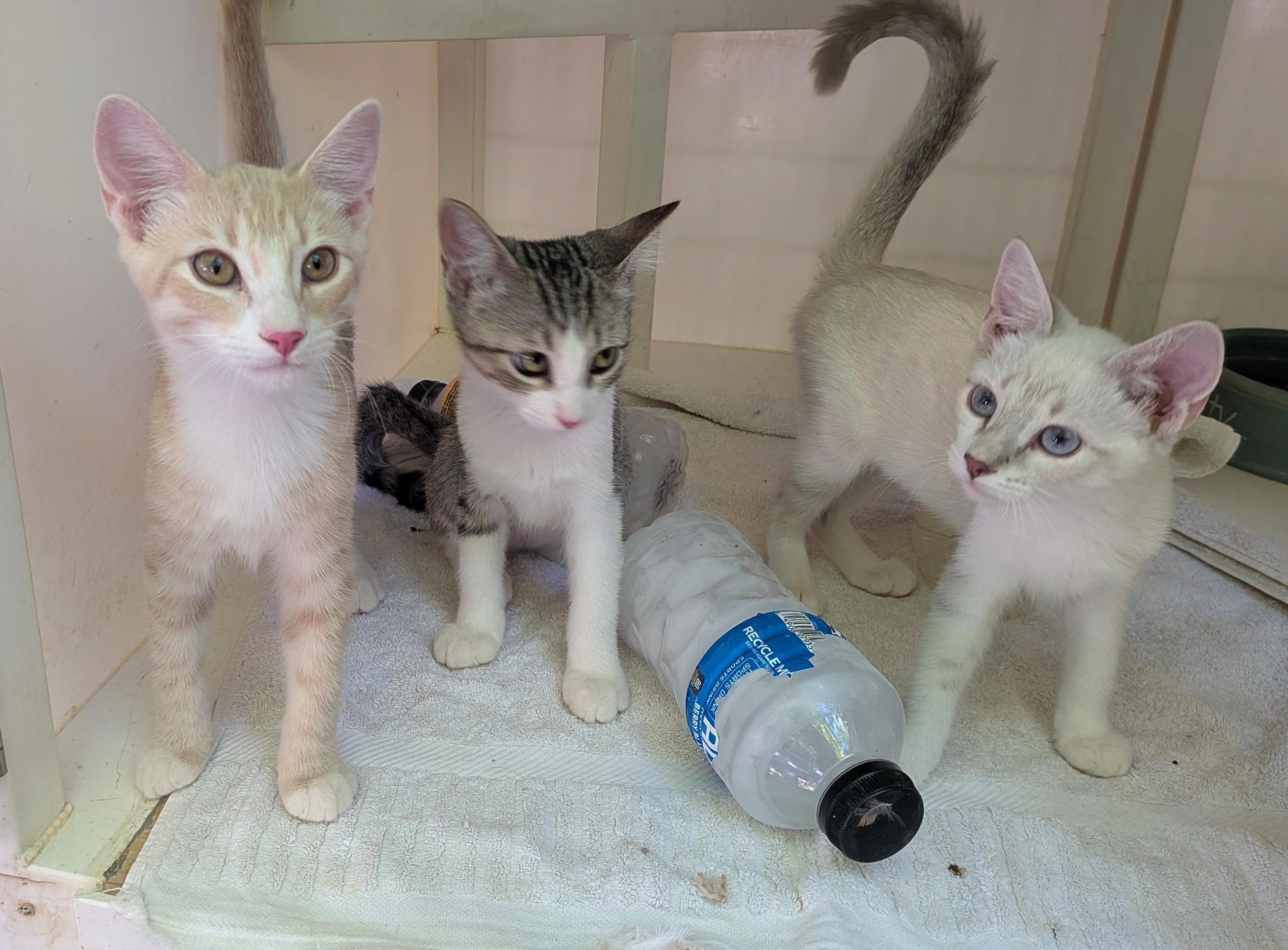 Reuben, Ashlyn and Kimia, Adopted, Kitten Female Domestic Medium Hair.