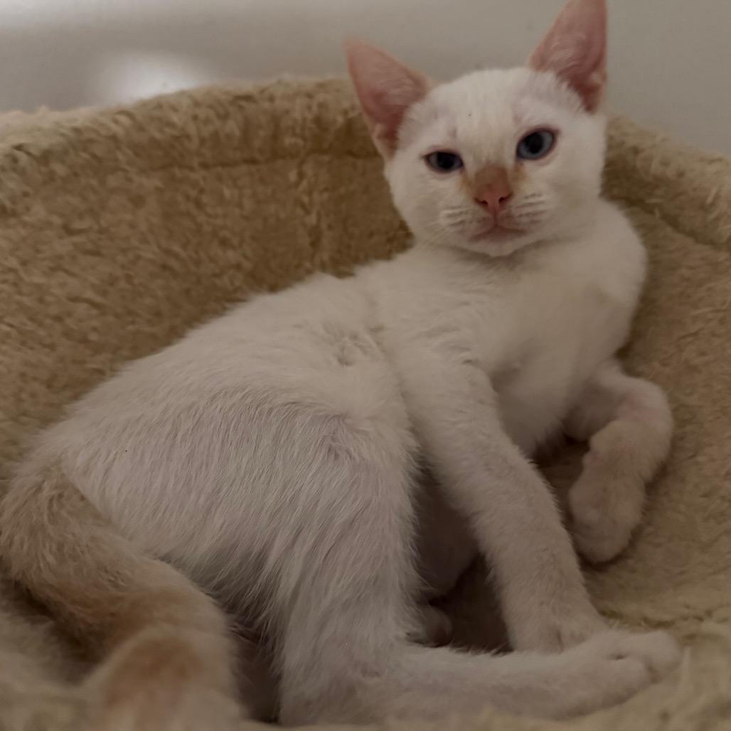 Bella, a Adoptable Siamese in Mission Hills, CA image 1/2