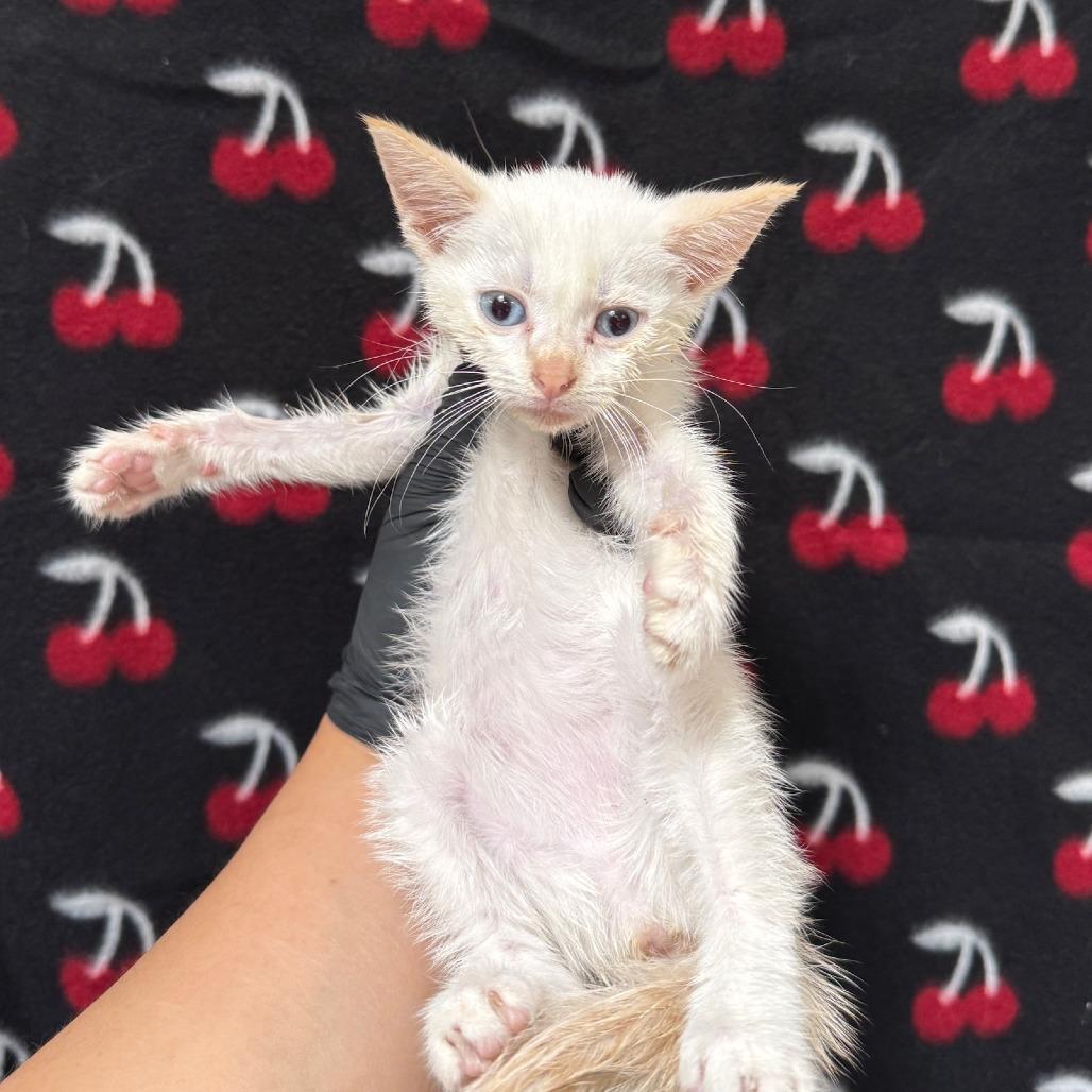 Bella, a Adoptable Siamese in Mission Hills, CA image 2/2