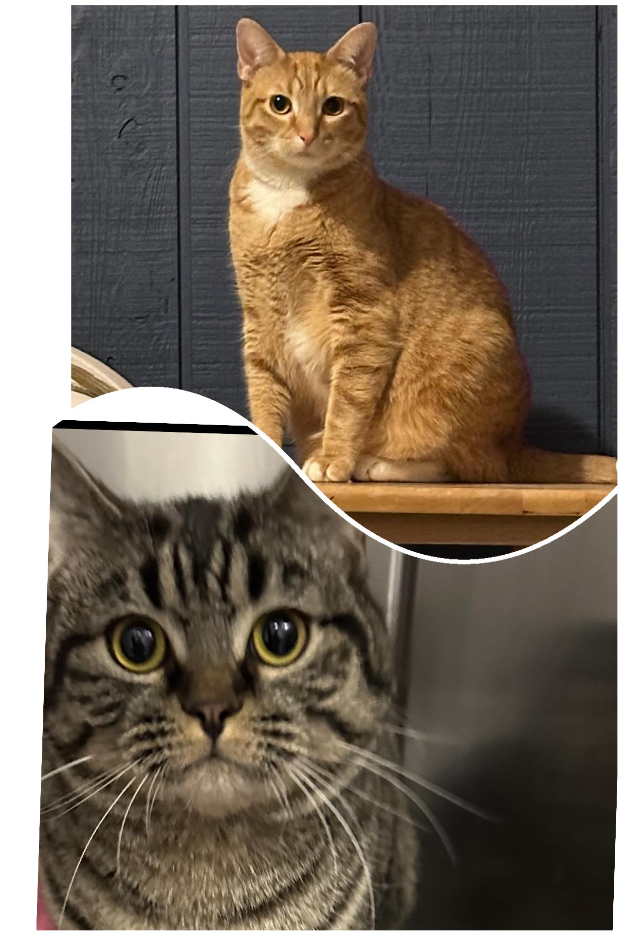 Enlarge Henry and Bella (SC), a Adoptable Domestic Short Hair in Clinton, IL image 1/5
