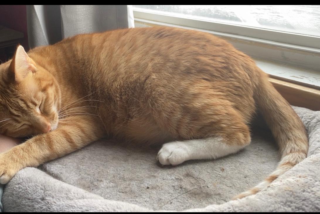 Enlarge Henry and Bella (SC), a Adoptable Domestic Short Hair in Clinton, IL image 2/5