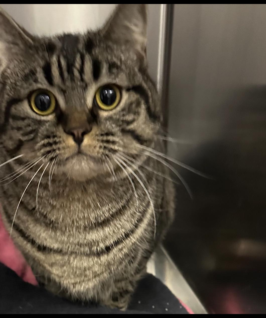 Enlarge Henry and Bella (SC), a Adoptable Domestic Short Hair in Clinton, IL image 3/5